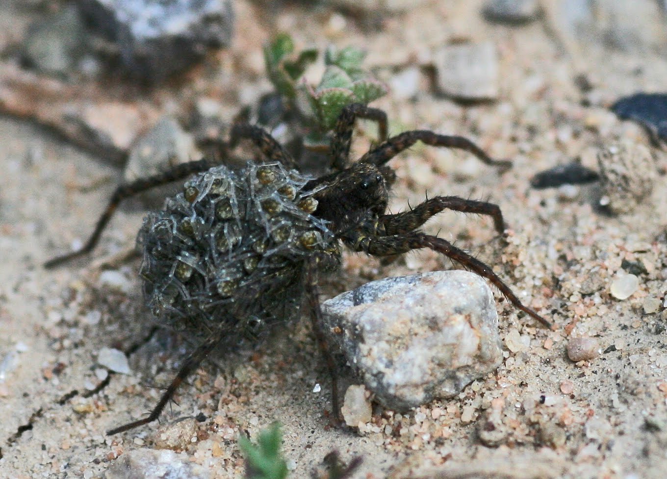 Bill Senior's Invertebrate Photographs Wolf Spider, Family Lycosidae