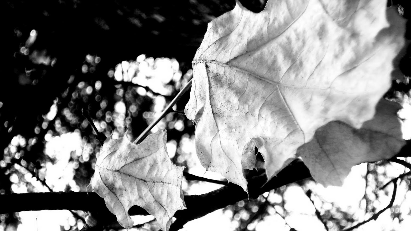 [Yosemite+2009+169.jpg]