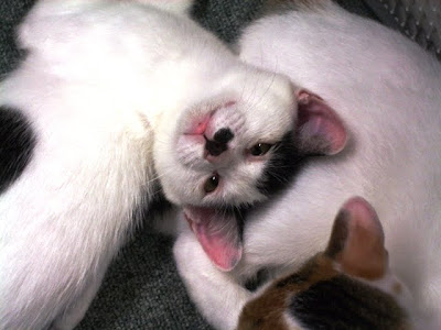 RT-PCR検査はコロナウイルスの症状の初期段階で実施可能