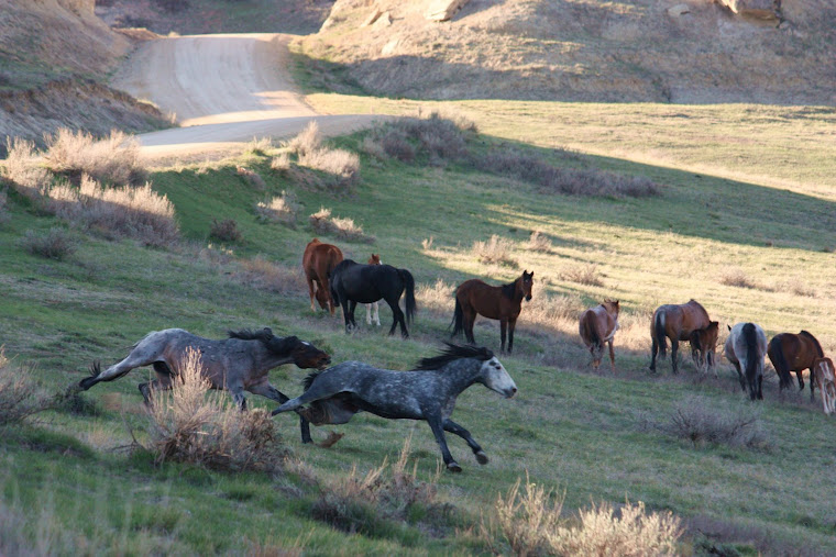 Four Stallion Fight