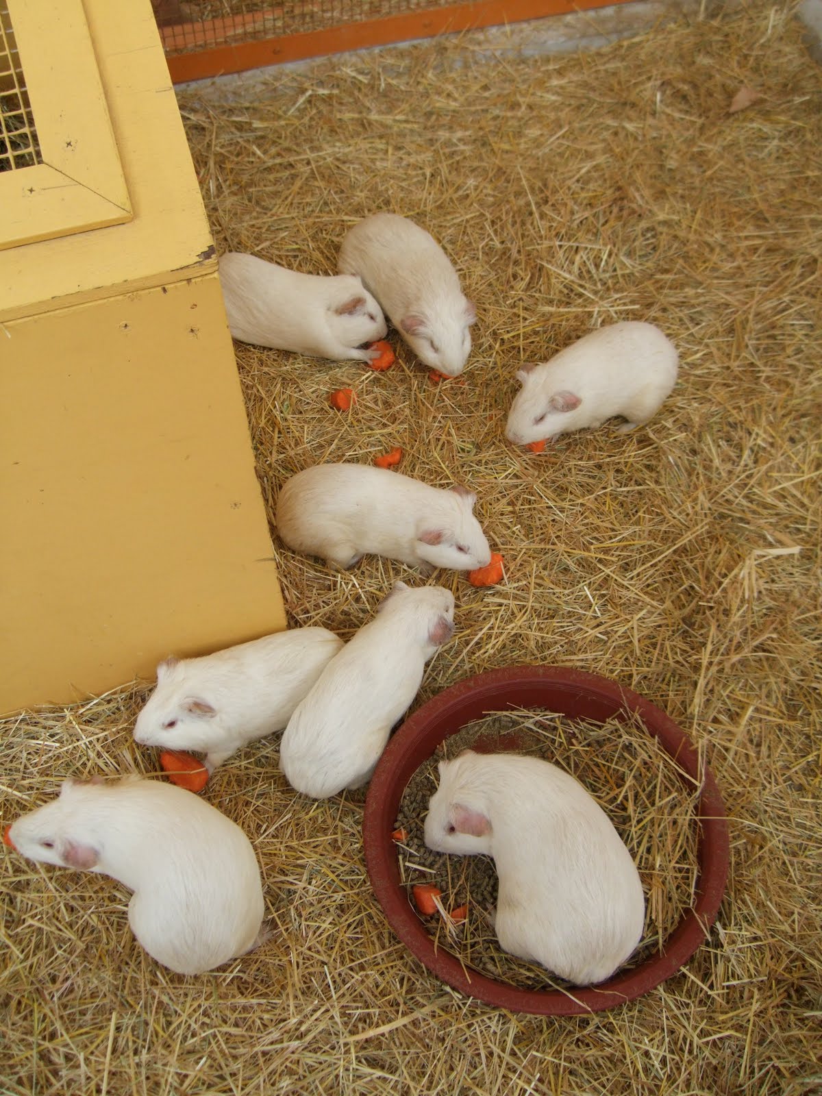 HALLOFUS Guinea Pigs & Porcupines vs Hedgehogs