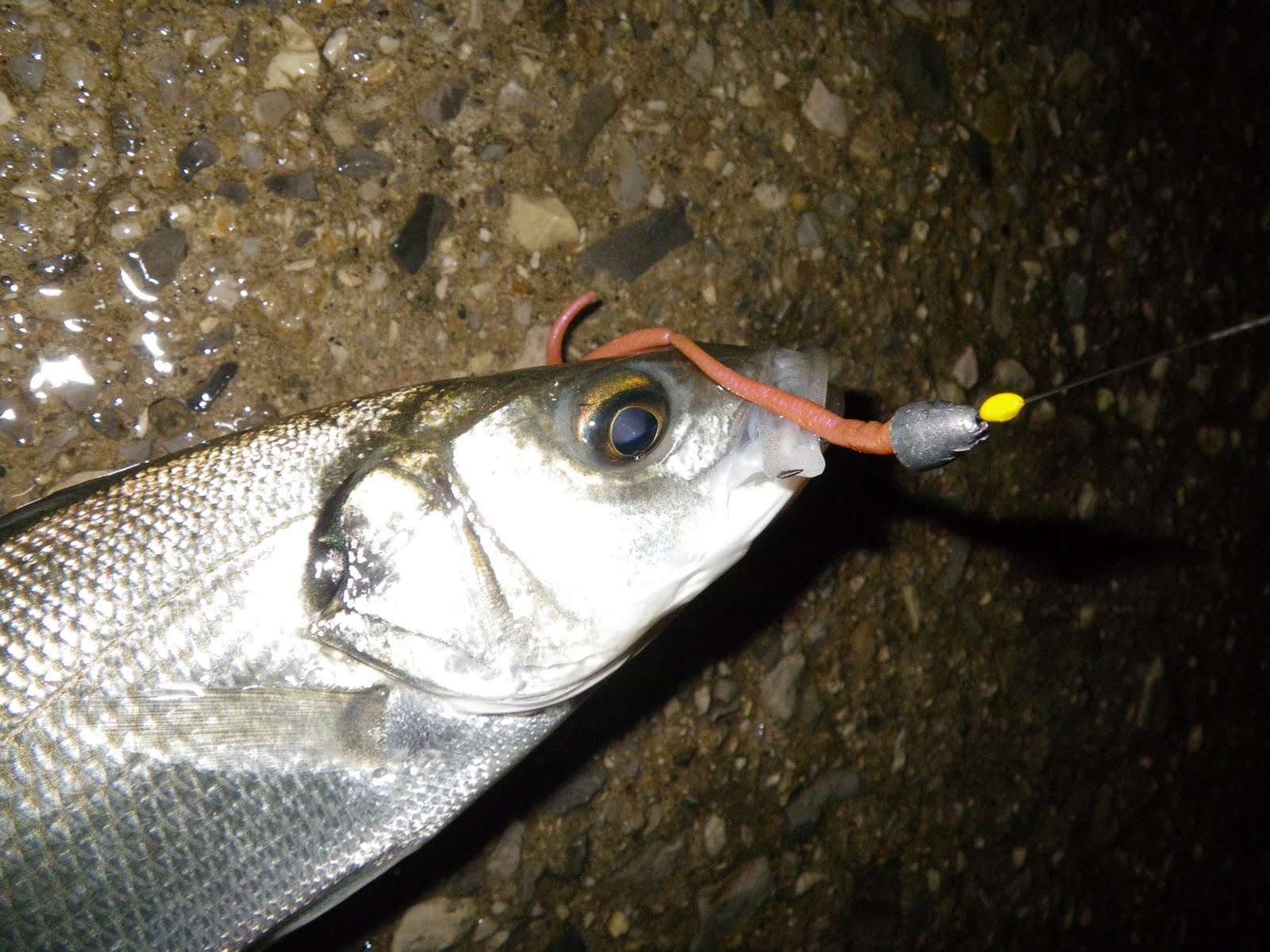 NUOVA 2024 ESCA In Gomma MUSTAD Mezashi Cross Curly Tail 3,5" 9cm 6 Pezzi COLORI EUR 6,00 - Foto 7