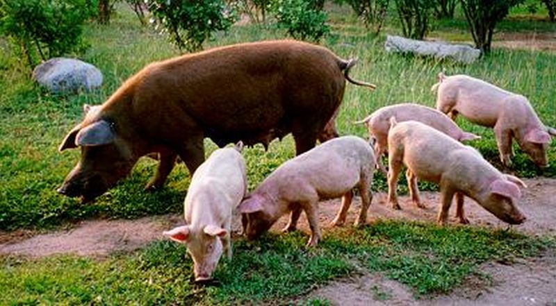 Rüya Tabirleri RÜYADA DOMUZ GÖRMEK