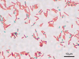 Bacillus subtilis aporta datos para desvelar uno de los secretos mejor guardados de la evolución