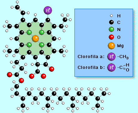 Biología Vegetal: Estructura y función de la célula vegetal ( continuación)
