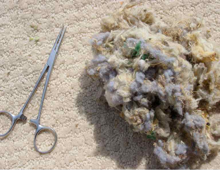 [car+mouse+nest.jpg]