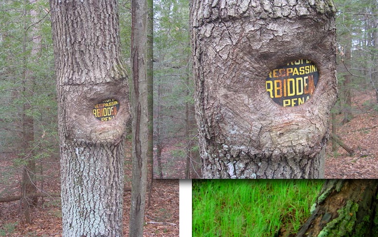 [tree+eats+sign.jpg]