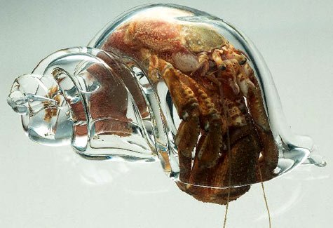 [hermit+crab+in+glass+shell.jpg]