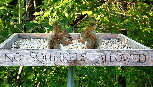 [no+squirrels.jpg]
