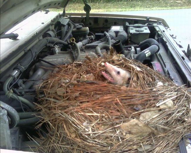[possum+under+car+hood.jpg]