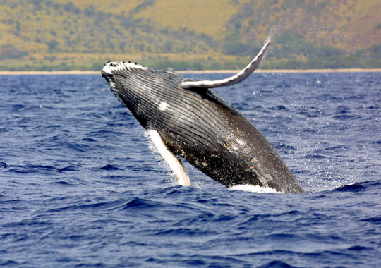 [humpback+breaching.jpg]