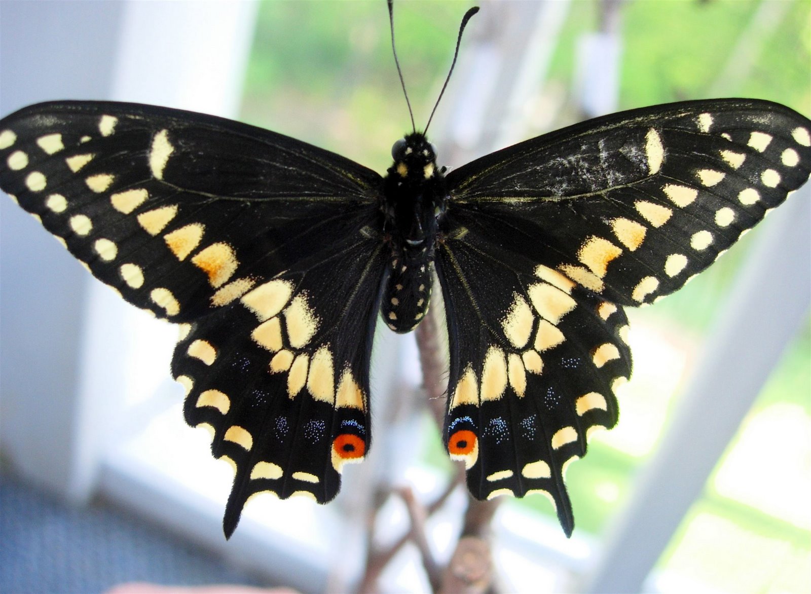 [black+swallowtail.jpg]