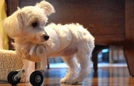[puppy+with+wheels.jpg]