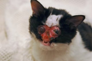 [cat+with+no+face.jpg]