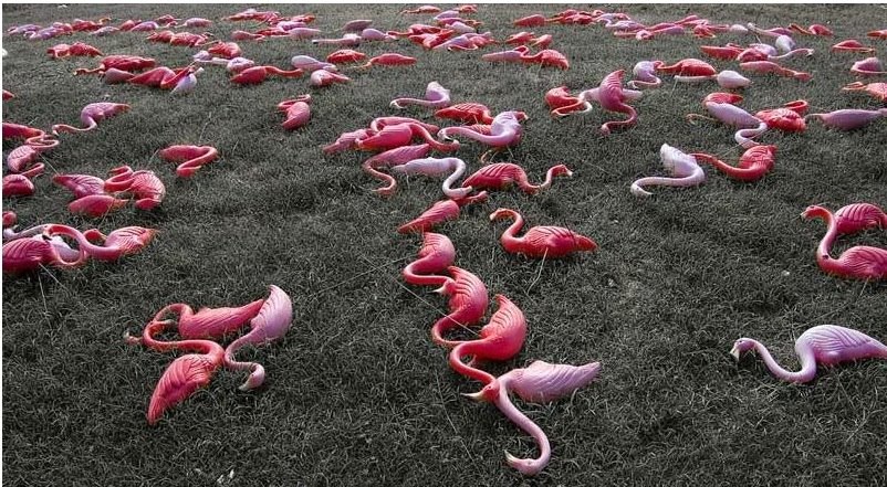 [pink+flamngoes.jpg]