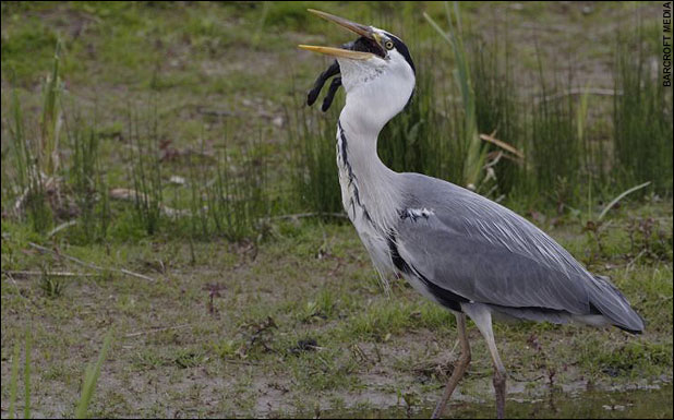 [heron+eats+rabbit+bottom.jpg]