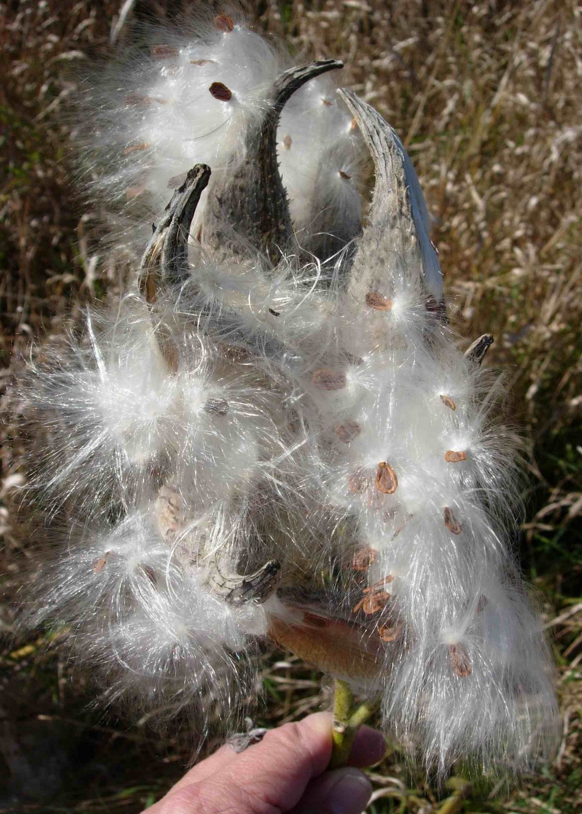 [milkweed+1.jpg]
