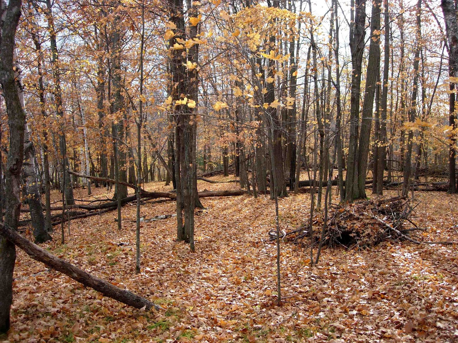 [windfall+in+woods.jpg]