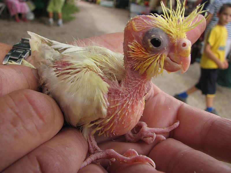 [Baby+Cockatoo.jpg]