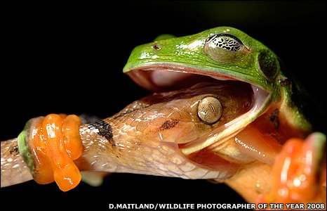 [tree+frog+vs.+tree+snake.jpg]