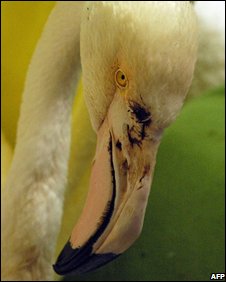 [injured+flamingo.jpg]