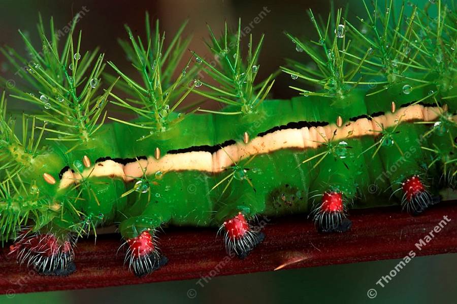 [caterpillar+spines.jpg]