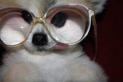 [dog+with+glasses.jpg]