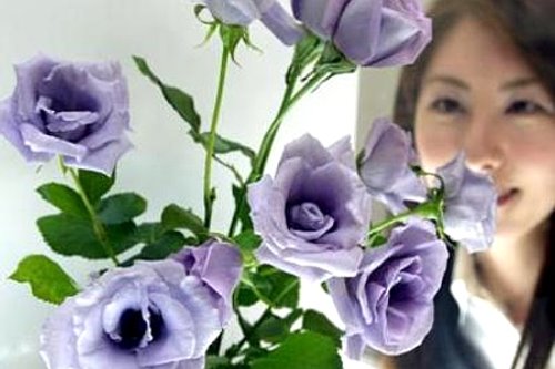 [Blue+roses+top.jpg]