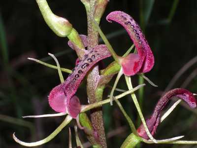 [sexually+deceptive+orchid+bottom.jpg]