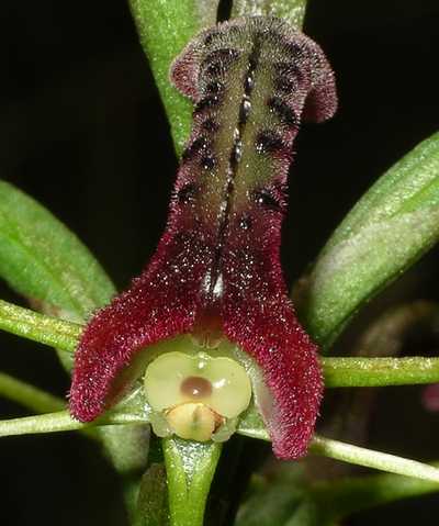 [Cryptostylis+leptochila+small+tongue+orchid+IMGP4185.jpg]