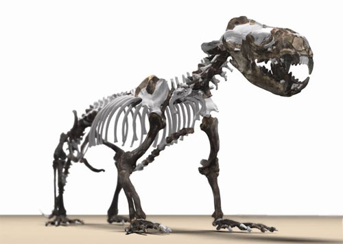 [Pinniped+precursor.jpg]