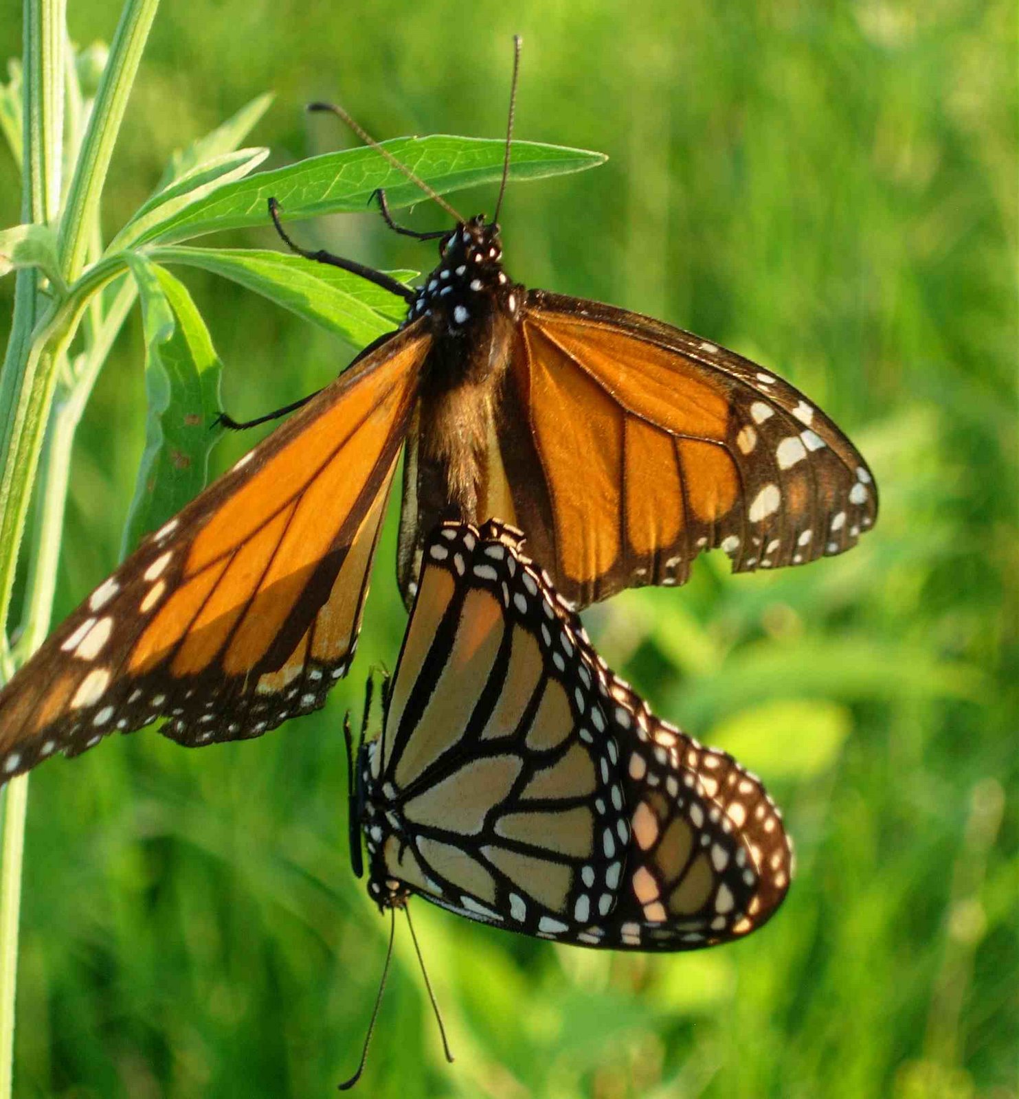 [Monarchs+in+copulo.jpg]