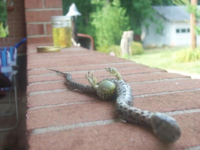 TYWKIWDBI ("Tai-Wiki-Widbee"): Snake with two feet
