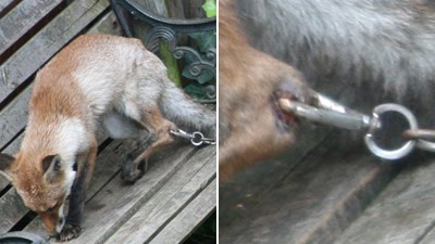 [Chained+fox.jpg]