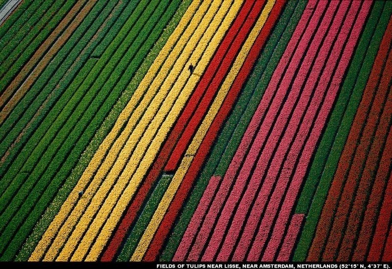[Tulips+in+Netherlands.jpg]