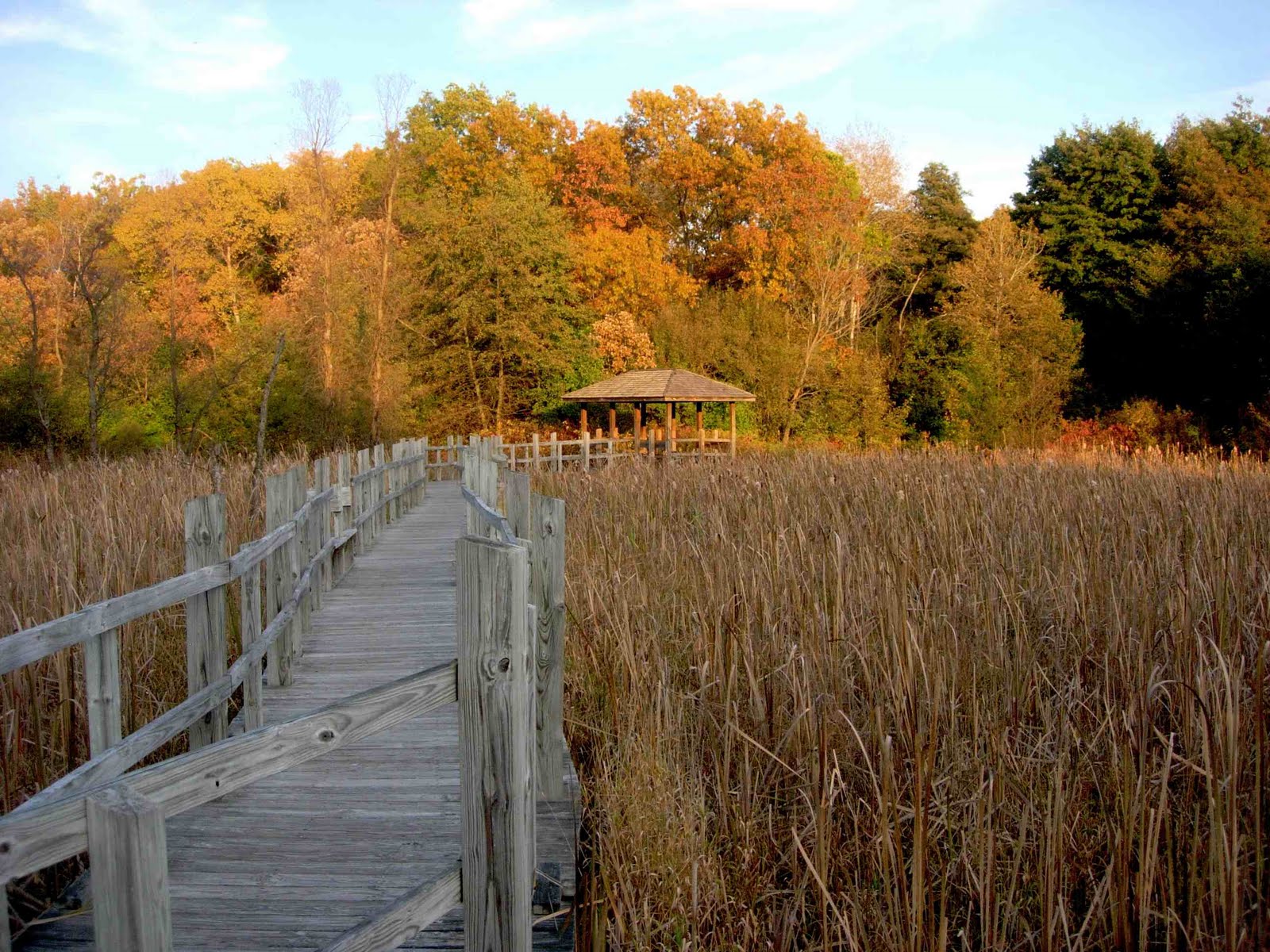 [Arboretum+boardwalk.jpg]