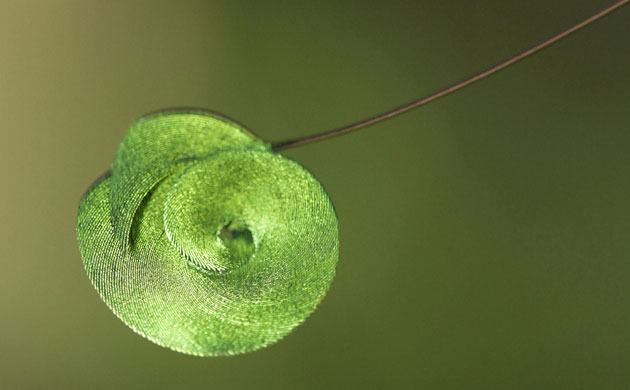 [bird+of+paradise+tail+disc.jpg]