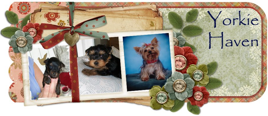 Yorkie Haven