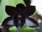 [black+orchid.jpg]