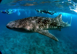 Whaleshark