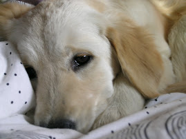 Maya disfrutando del sofa