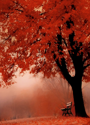 En otoño los poemas