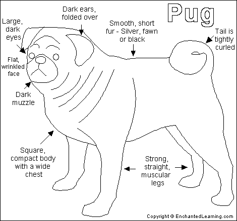 [Pug_bw.gif]