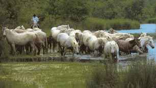 [chevauxcamargue.jpg]