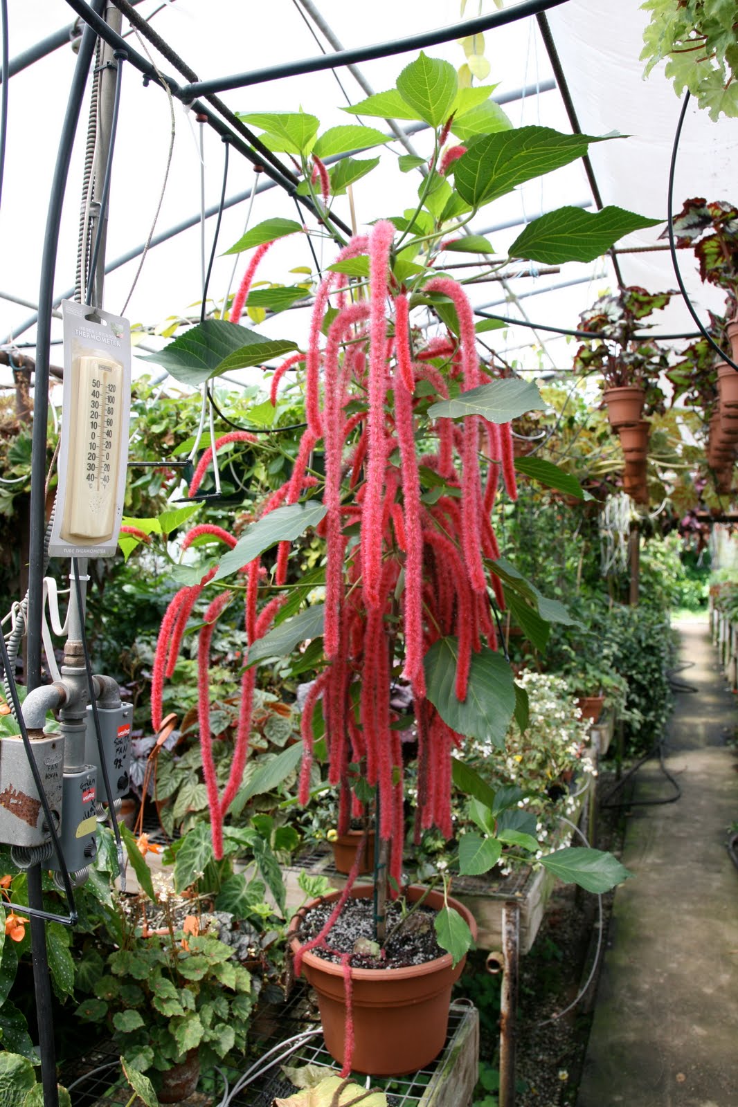 Logee�s Tropical Plants Blog The Chenille PlantEverbloomer