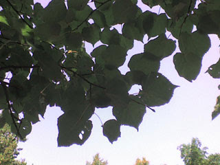 Листья и небо
