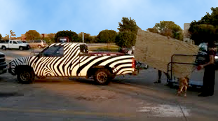 [zebra111409.png]