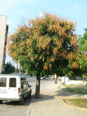 A Tree in Yambol