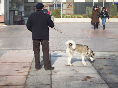 Husky Dog Weather In Yambol - Not!