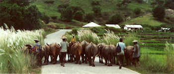 Timor - 2000